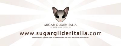 Sugar Glider Italia